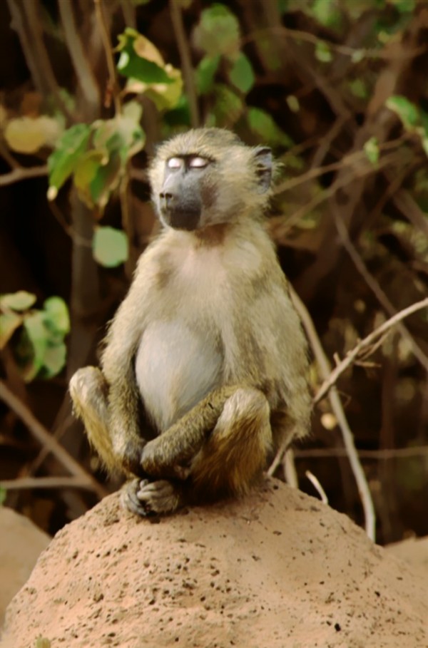 Buddha Baboon  Print