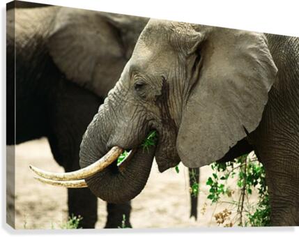Elephant Grazing Canvas Print