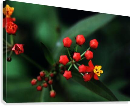 Little Bug Canvas Print