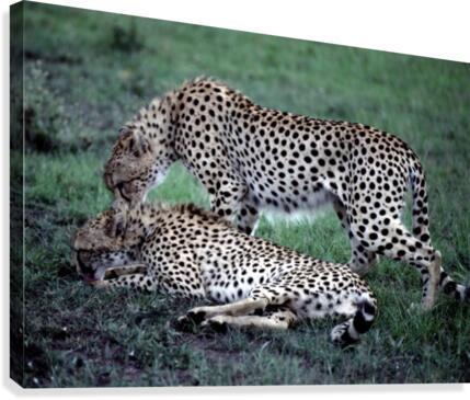 Friendly Cheetahs Canvas Print