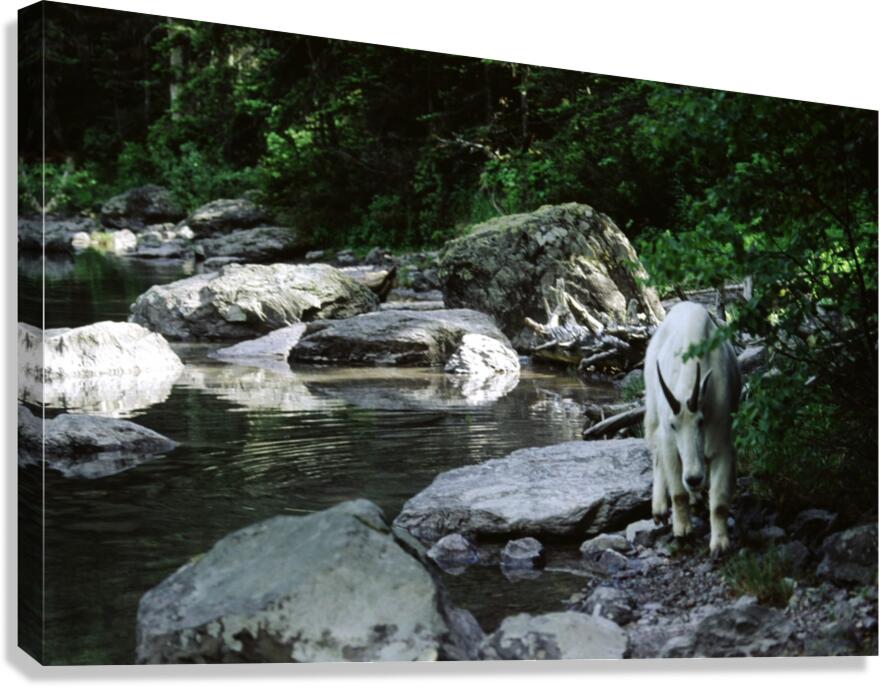 Mountain Goat Canvas Print