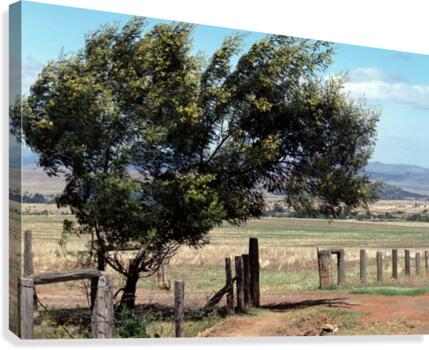 Windswept Tree Canvas Print
