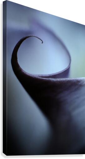 Flower Curl Canvas Print