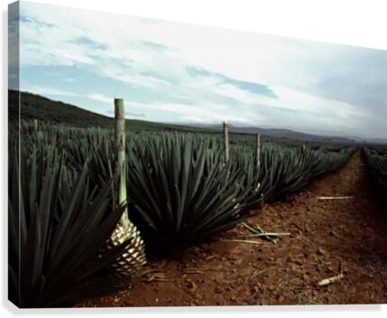 Stormy Tequila Canvas Print