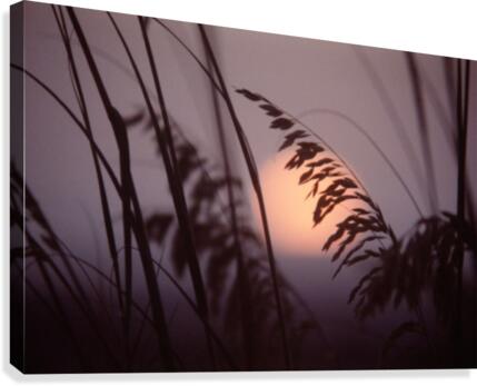 Reed Sunset Canvas Print
