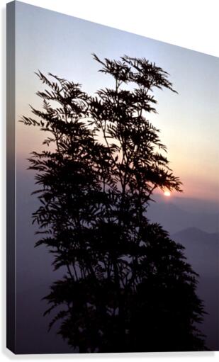 Mountain Ash Canvas Print