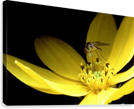 Biting Flower Canvas Print