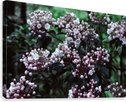 Mountain Laurel Canvas Print