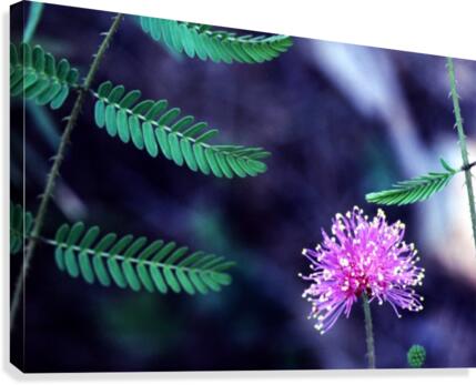 Explosive Mimosa Canvas Print