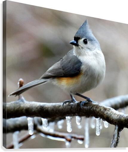Winter Titmouse Canvas Print