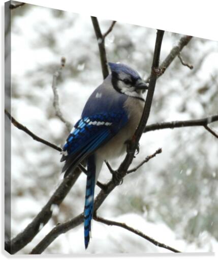 Winter Blue Jay Canvas Print