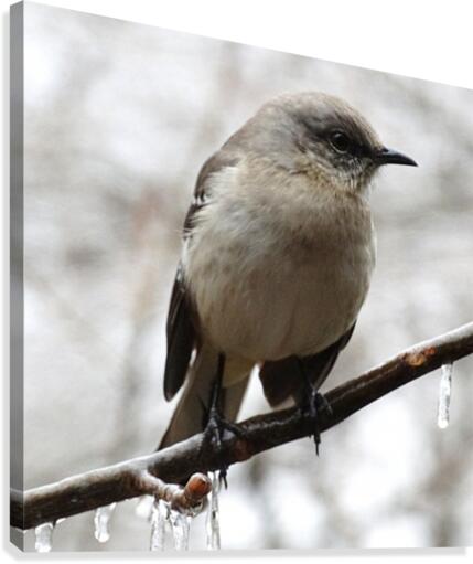 Winter Eastern Phoebe Canvas Print