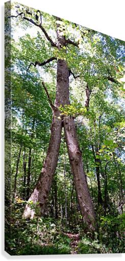 Warrior Tree Canvas Print