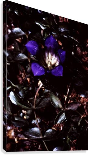 Nebulous Flower Canvas Print