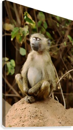 Buddha Baboon  Canvas Print