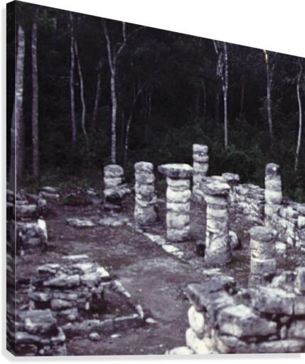 Ancient Forest Canvas Print