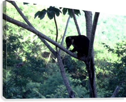 Coatimundi Canvas Print