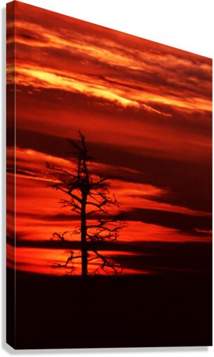 Kindled Tree Canvas Print