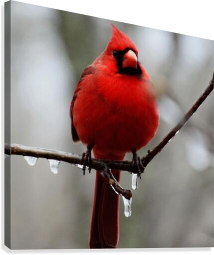 Winter Cardinal Canvas Print