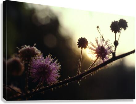 Sensitive Sunrise Canvas Print