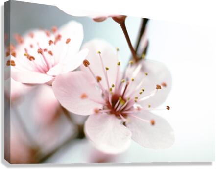 Apple Blush Canvas Print