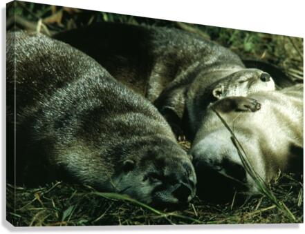 Cuddle Puddle Canvas Print