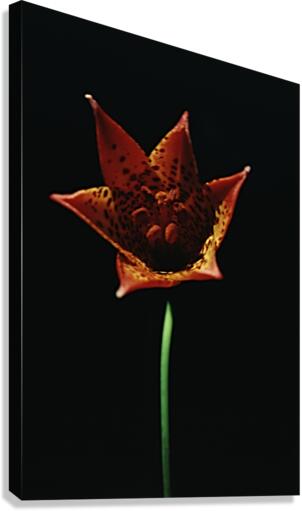 Fire Lilly Canvas Print