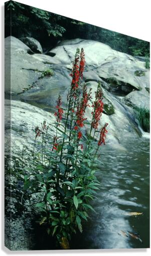 Cardinal Cascade Canvas Print