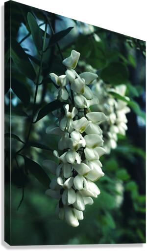 Black Locust Canvas Print