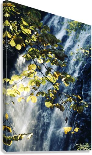 Cascade Under Forest Light Canvas Print