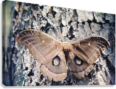 Polyphemus Moth Canvas Print