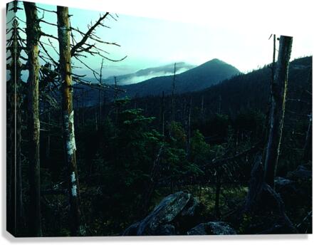 Snagged Forest Canvas Print