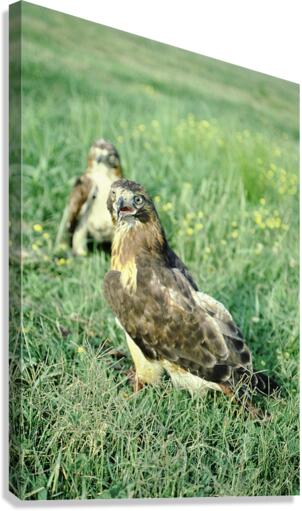 Surprised Hawk Canvas Print