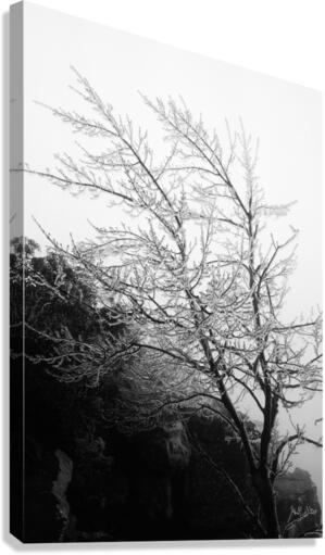 Glass Tree Canvas Print