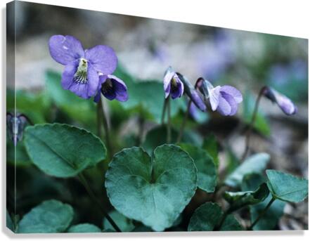 Wood Violets Canvas Print