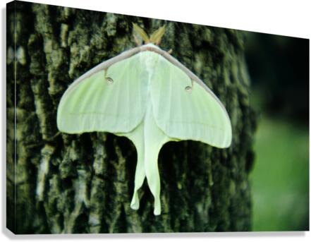 Luna Moth Canvas Print