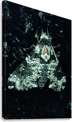 Pepper Moth Canvas Print