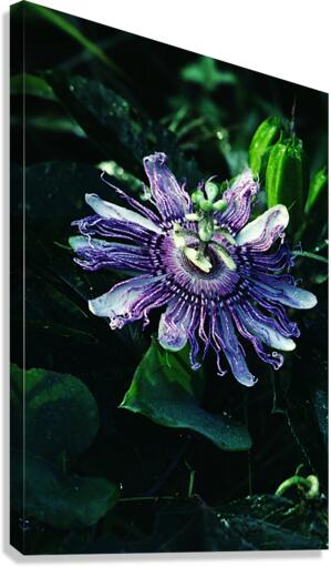 Passion Flower Canvas Print