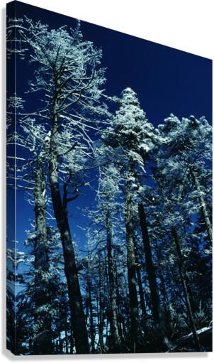 Blue Elysium Canvas Print