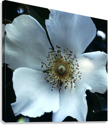 Magnolia Canvas Print