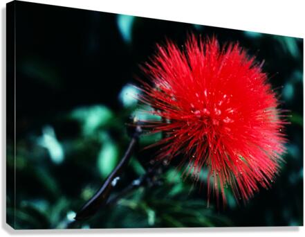 Red Bottlebrush Canvas Print