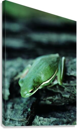 Downward Facing Frog Canvas Print