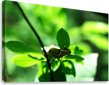 Cought a Bug Canvas Print