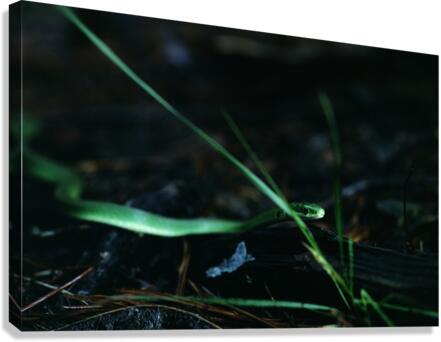 Rough Green Snake Canvas Print