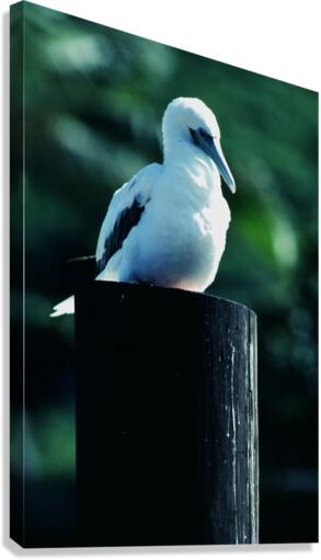 Red Footed Booby Canvas Print