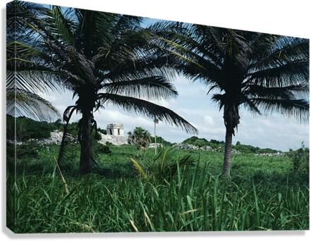 Between Two Fronds Canvas Print
