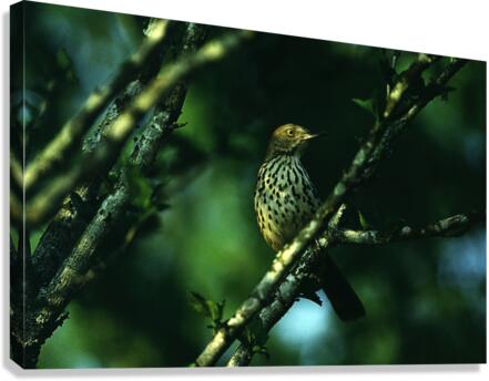 Brown Thrasher Canvas Print