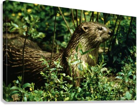 Calm Otter Canvas Print