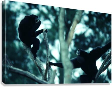 Howler Monkey Canvas Print