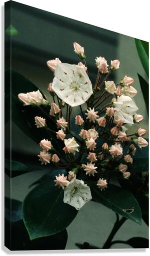 Pink Explosive Canvas Print